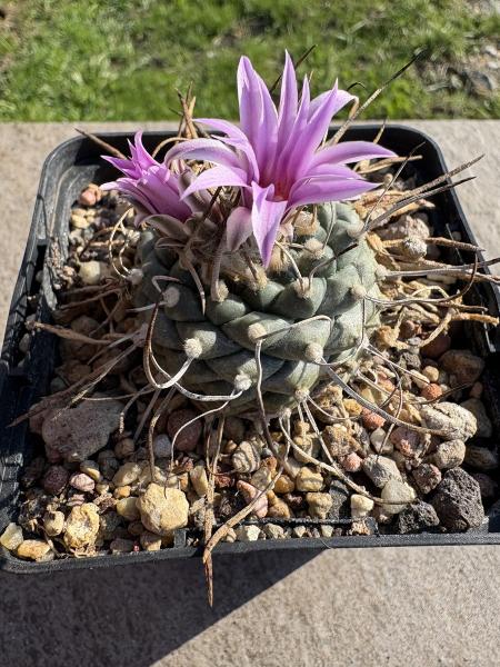 Turbinicarpus alonsoi